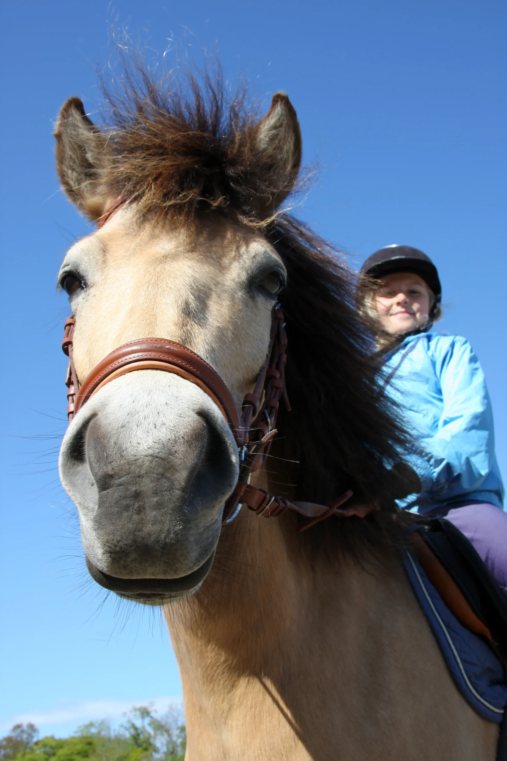 Horse Riding